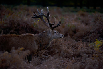 Deers in Richmond park