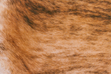 Brown Argentinean cowhide texture