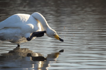 オオハクチョウ ( 大白鳥 / Cygnus cygnus / Whooper swan )