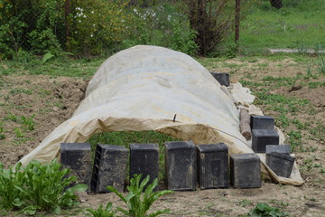 Greenhouses made of polymer film. Early spring in the garden greenhouses