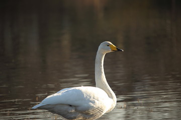 オオハクチョウ ( 大白鳥 / Cygnus cygnus / Whooper swan )