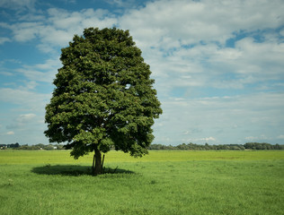 leaf tree on a green field