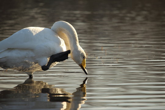 オオハクチョウ ( 大白鳥 / Cygnus cygnus / Whooper swan )