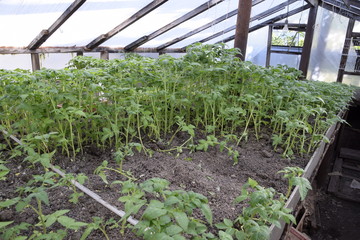 Seedlings in the greenhouse. Growing of vegetables in greenhouses.