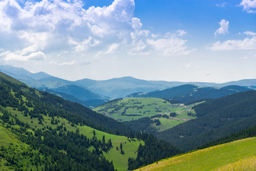Beautiful pine trees on background high mountains. Giresun