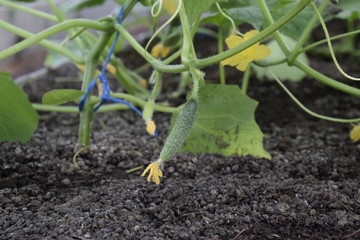 Seedlings in the greenhouse. Growing of vegetables in greenhouses.