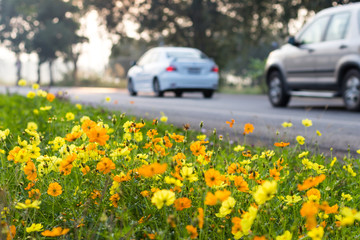 Naklejka premium Cars with flower Cosmos.