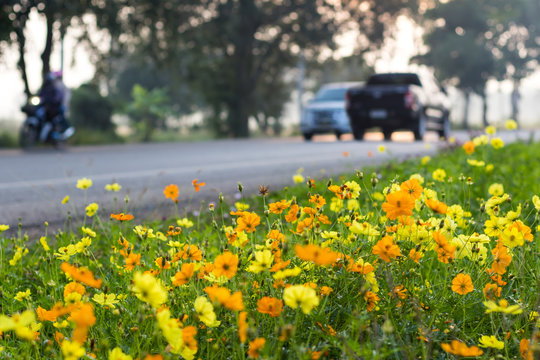 Cosmos Yellow Car Traffic.