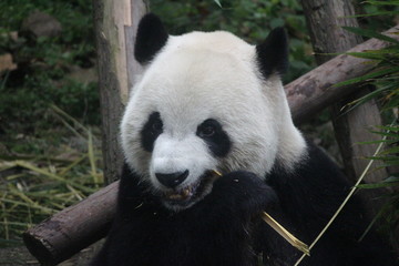 Obraz premium Panda in Chengdu