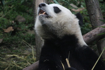 Obraz premium Panda in Chengdu