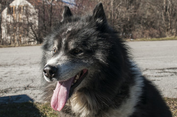 Big mountain shepherd dog head closeup in winter time