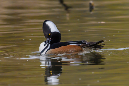 Hooded Merganser Male preening on pond in California
