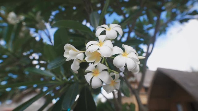 Close up of wonderful blooming tropical flower of frangipani tree. Image of plumeria inflorescence with indescribable delicate aroma.