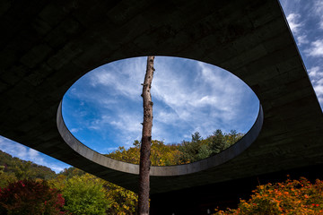 tree going through circle