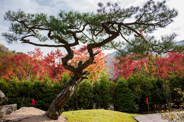 curved tree in autumn