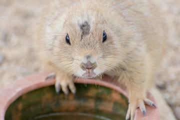 Prairie dog