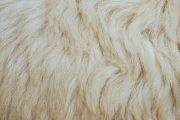 Sheep fur background or texture