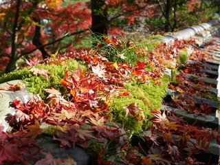 落葉（井山宝福寺）