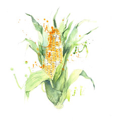Corn watercolor painting illustration isolated on white background