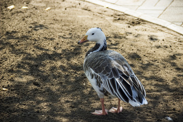 emperor goose
