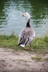 emperor goose