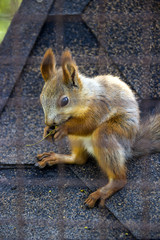 red squirell