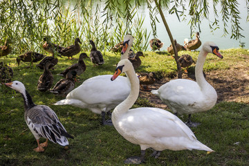 Obraz premium swans and ducks