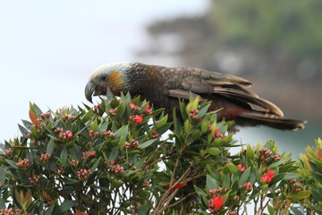 New Zealand - Stewart Island