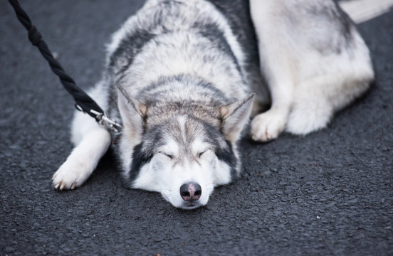 A beautiful husky wolf dog, with yellow eyes and beautiful fur coat, sleeping on the tarmac floor.