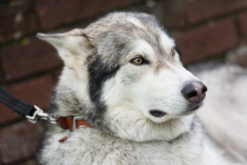 A beautiful husky wolf dog, with yellow eyes and beautiful fur coat, on a lead.