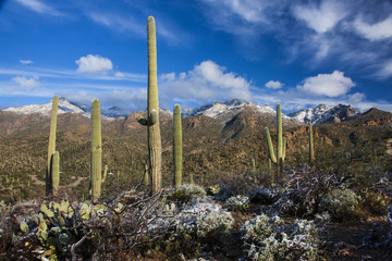 Fototapeta premium Cactus Snow