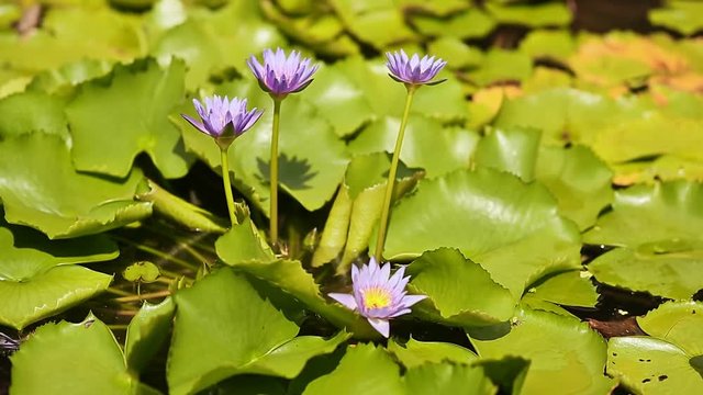 Purple blue water Nymphaea in a pond with a fountain. Water garden. Beautiful flower.