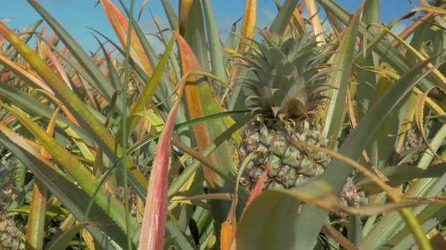 Pineapple cultivated on Mauritius Island. Field with tropical fruit growing in bushes