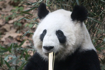 Fototapeta premium Panda in Chengdu
