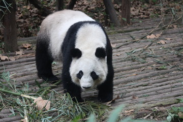 Fototapeta premium Panda in Chengdu