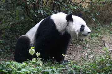 Obraz premium Panda in Chengdu