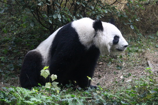 Panda in Chengdu