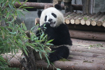 Obraz na płótnie Canvas Panda in Chengdu