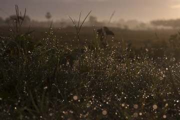 Beautiful in the morning