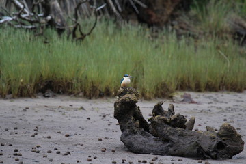 New Zealand - Stewart Island