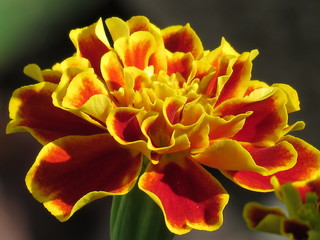 Obraz premium Flower