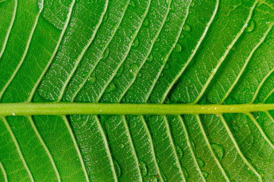 Bright sun against the back of a large tropical leaf found in my
