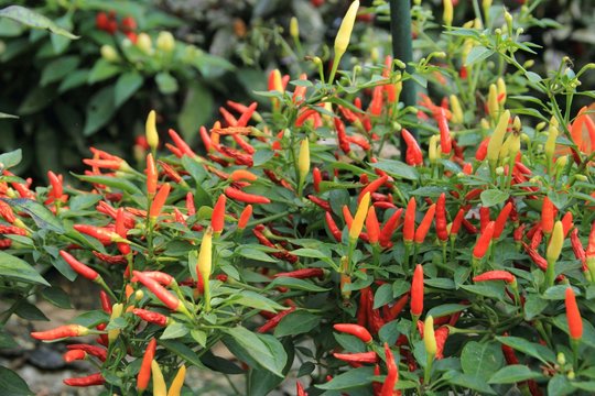 17 Best 観賞用トウガラシ Images Stock Photos Vectors Adobe Stock