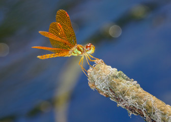 eastern amberwing (Perithemis tenera)