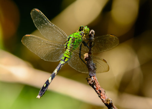 Female Eastern Pondhawk Dragonfly (Erythemis simplicicollis)