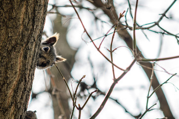 squirrel peaking behind a tree