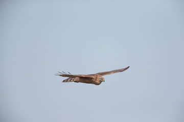 オオタカ,タカ目タカ科