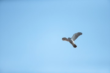 オオタカ,タカ目タカ科