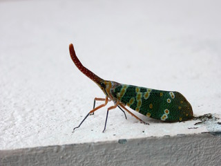 A lanternfly on the white platform 