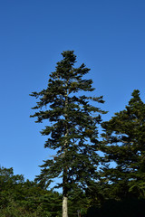 針葉樹と真っ青な空